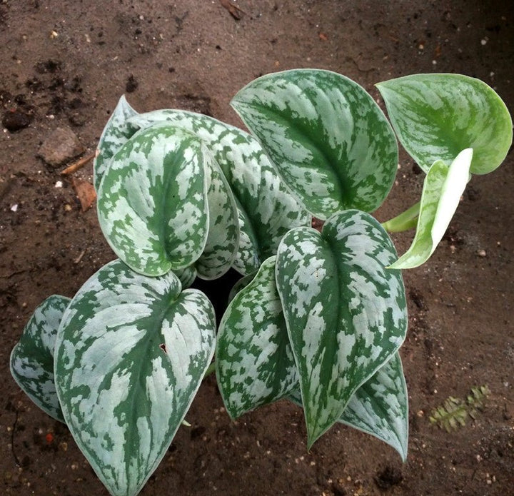 大銀葉葛 Silver Satin Pothos ( Scindapsus pictus ' exotica ' ) - 森流 GreenFlow - 動植物造景專門店