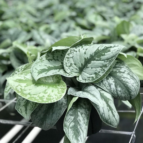 大銀葉葛 Silver Satin Pothos ( Scindapsus pictus ' exotica ' ) - 森流 GreenFlow - 動植物造景專門店