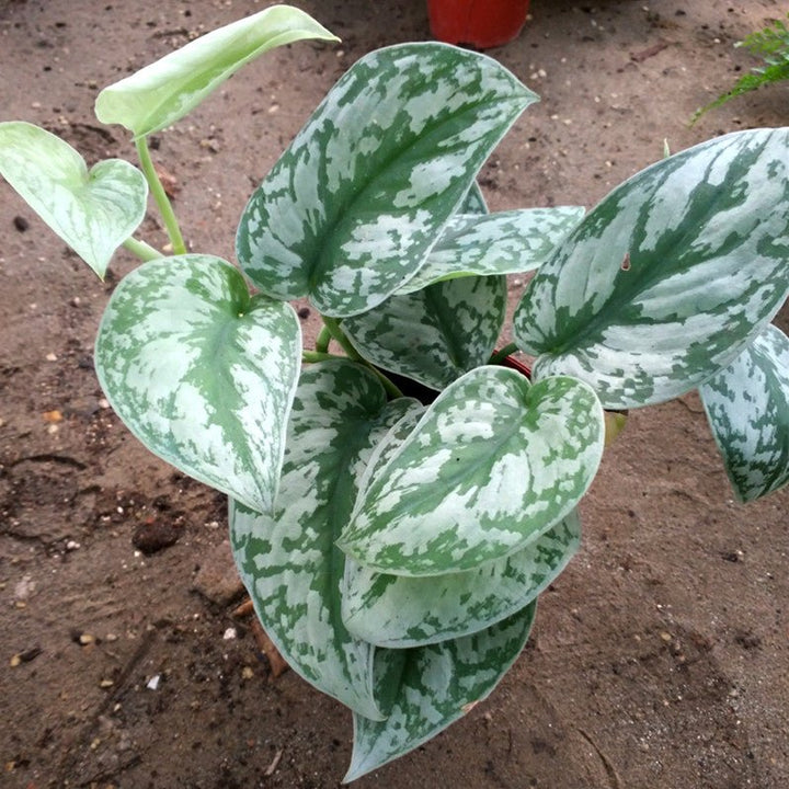 大銀葉葛 Silver Satin Pothos ( Scindapsus pictus ' exotica ' ) - 森流 GreenFlow - 動植物造景專門店