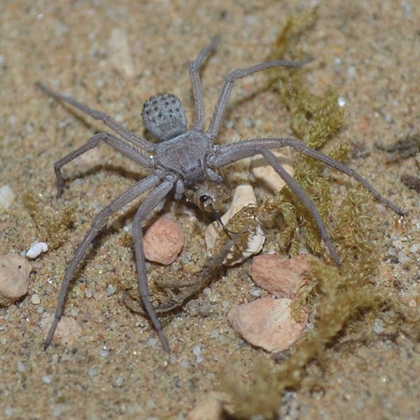 六眼沙蛛 Six - eyed Cave Spider (Sicarius terrosus) - 森流 GreenFlow - 動植物造景專門店