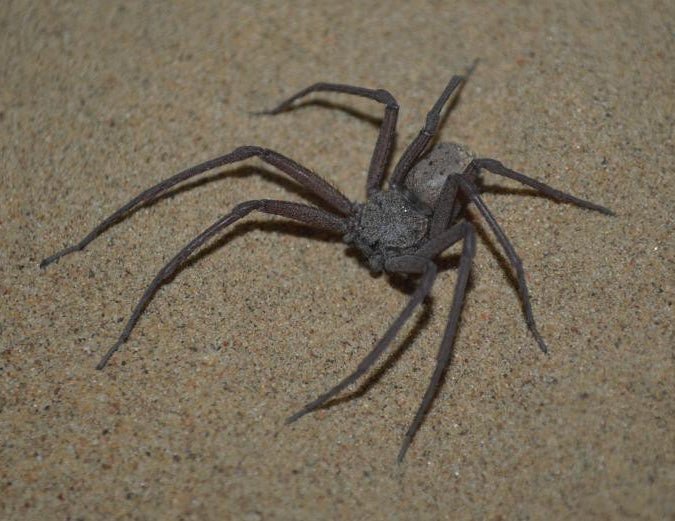 六眼沙蛛 Six - eyed Cave Spider (Sicarius terrosus) - 森流 GreenFlow - 動植物造景專門店