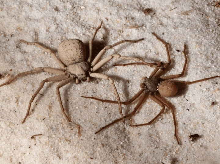 六眼沙蛛 Six - eyed Cave Spider (Sicarius terrosus) - 森流 GreenFlow - 動植物造景專門店