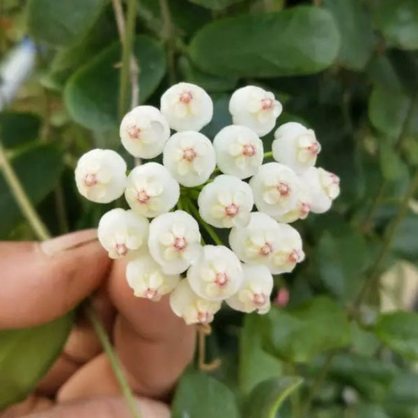 方葉毬蘭 Square leaf （Hoya rotundiflora )