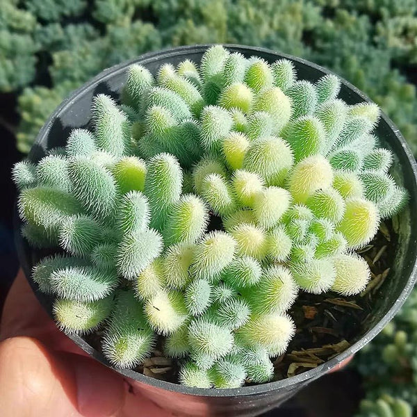 信東尼 Stonecrop ( Sedum hintonii ) - 森流 GreenFlow - 動植物造景專門店