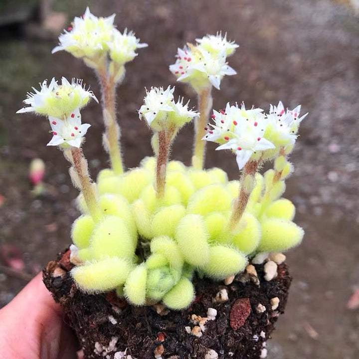 信東尼 Stonecrop ( Sedum hintonii ) - 森流 GreenFlow - 動植物造景專門店