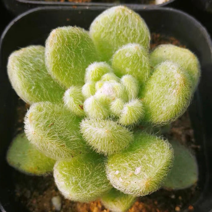 信東尼 Stonecrop ( Sedum hintonii ) - 森流 GreenFlow - 動植物造景專門店