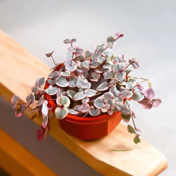 愛之蔓錦 String of Hearts ( Ceropegia woodii var. ) - 森流 GreenFlow - 動植物造景專門店