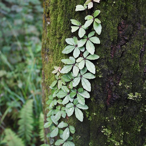 崖爬藤 Tetrastigma obtectum (Wall.) Planch - 森流 GreenFlow - 動植物造景專門店