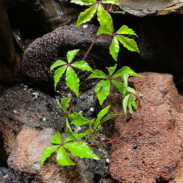 崖爬藤 Tetrastigma obtectum (Wall.) Planch - 森流 GreenFlow - 動植物造景專門店