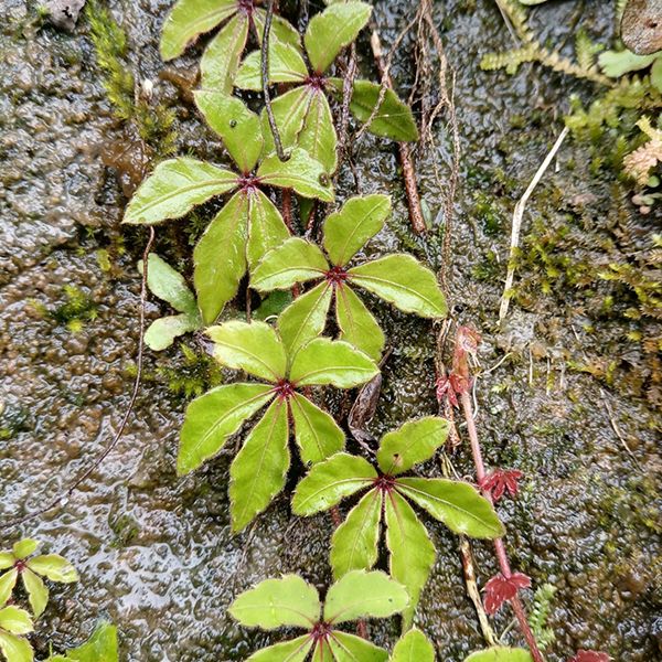 崖爬藤 Tetrastigma obtectum (Wall.) Planch - 森流 GreenFlow - 動植物造景專門店