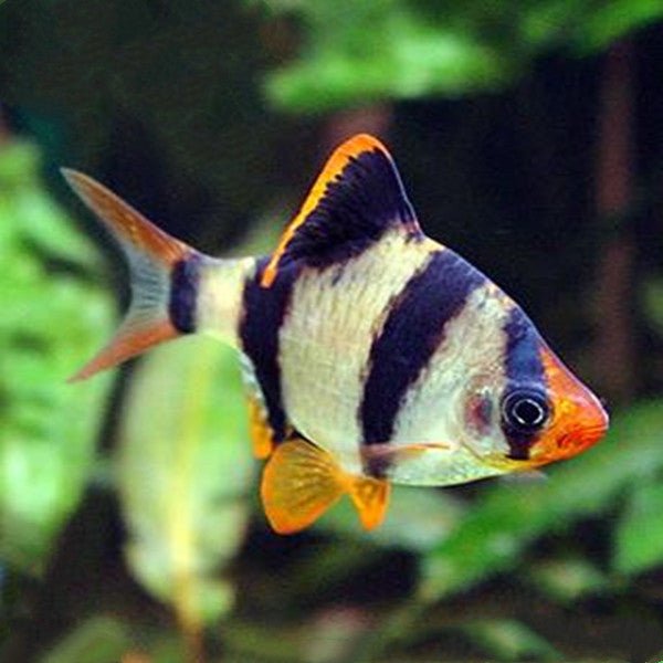 四間魚/虎皮魚 Tiger Barb ( Puntius tetrazona ) - 森流 GreenFlow - 動植物造景專門店