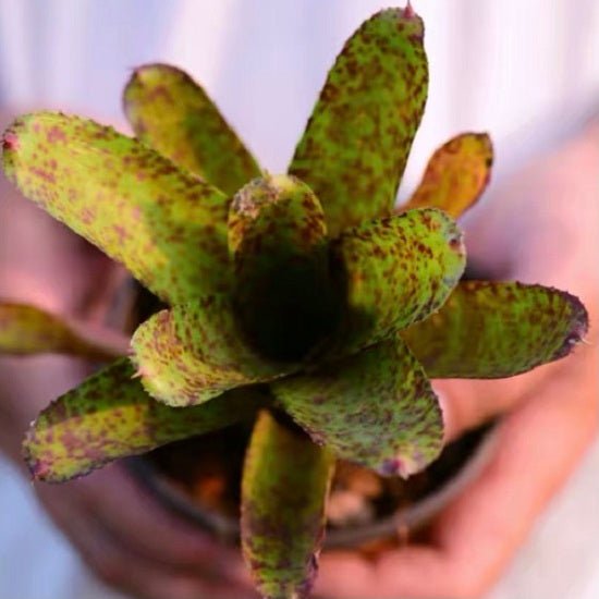 五彩鳳梨屬 Tiger cub (Bromeliad neoregelia) - 森流 GreenFlow - 動植物造景專門店