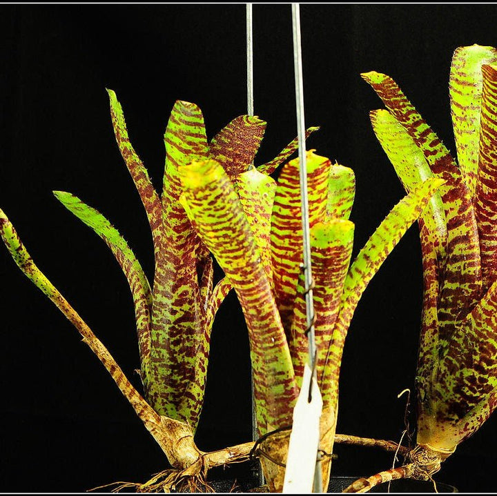 五彩鳳梨屬 Tiger cub (Bromeliad neoregelia) - 森流 GreenFlow - 動植物造景專門店