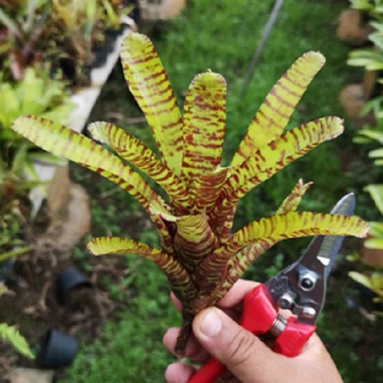 五彩鳳梨屬 Tiger cub (Bromeliad neoregelia) - 森流 GreenFlow - 動植物造景專門店