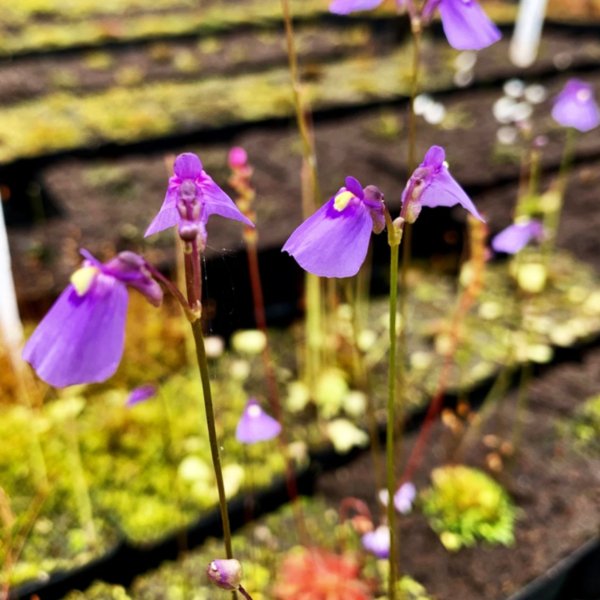 仙女圍裙 / 雙岔狸藻（ Utricularia dichotoma ） - 森流 GreenFlow - 動植物造景專門店