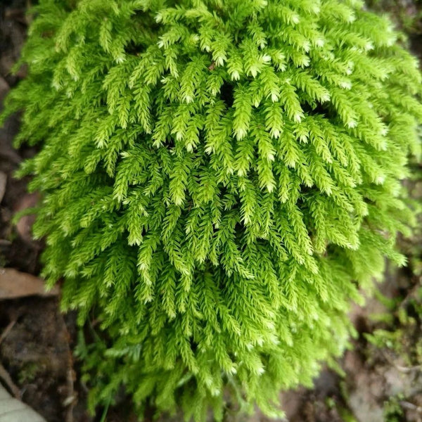 小葉疣燈蘚 Trachycystis microphylla - 森流 GreenFlow - 動植物造景專門店