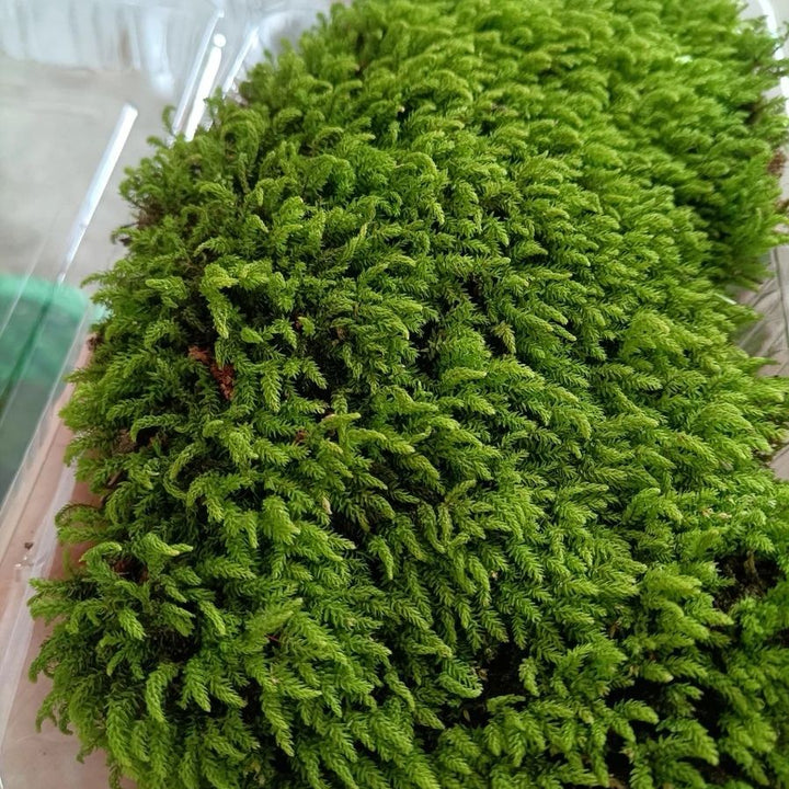 小葉疣燈蘚 Trachycystis microphylla - 森流 GreenFlow - 動植物造景專門店