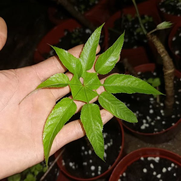 刺通草 Trevesia palmata - 森流 GreenFlow - 動植物造景專門店