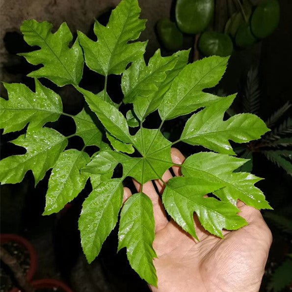 刺通草 Trevesia palmata - 森流 GreenFlow - 動植物造景專門店