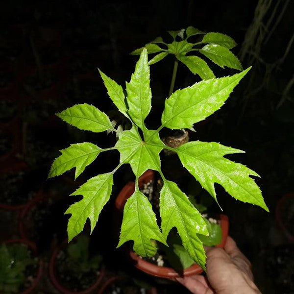 刺通草 Trevesia palmata - 森流 GreenFlow - 動植物造景專門店