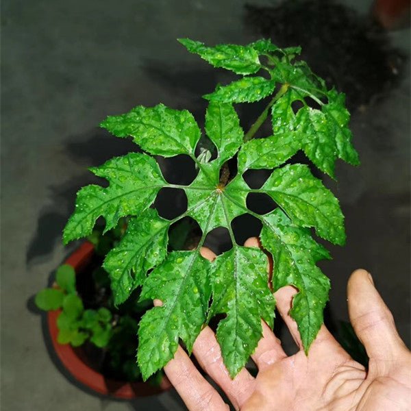 刺通草 Trevesia palmata - 森流 GreenFlow - 動植物造景專門店