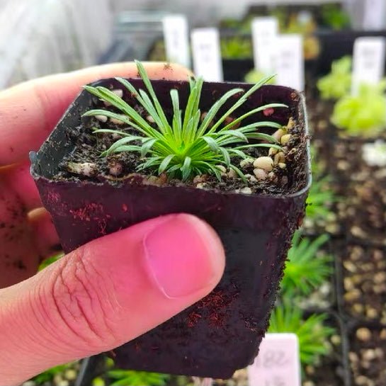 丹波花柱草 Trigger plant（Stylidium petiolare） - 森流 GreenFlow - 動植物造景專門店