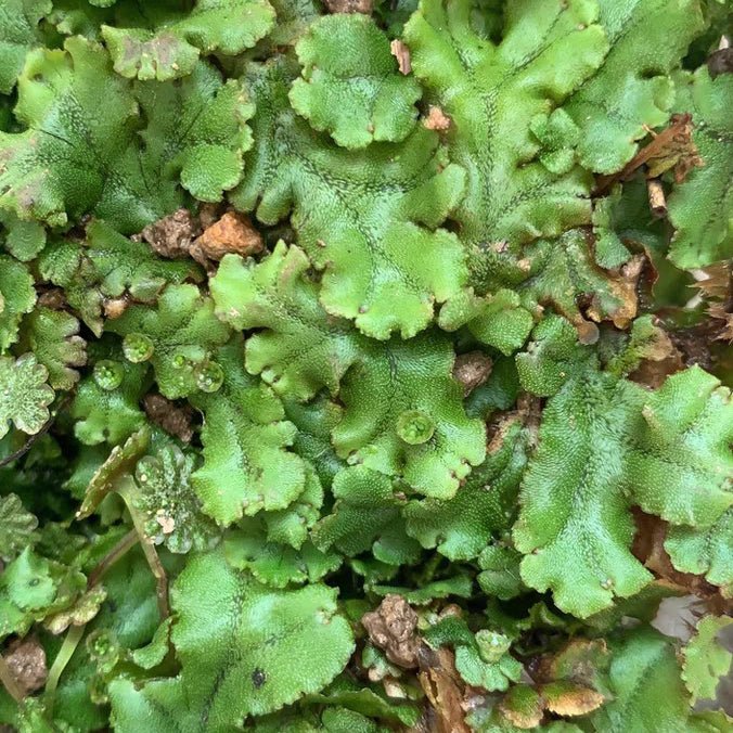 地錢 Umbrella Liverwort ( Marchantia polymorpha ) - 森流 GreenFlow - 動植物造景專門店