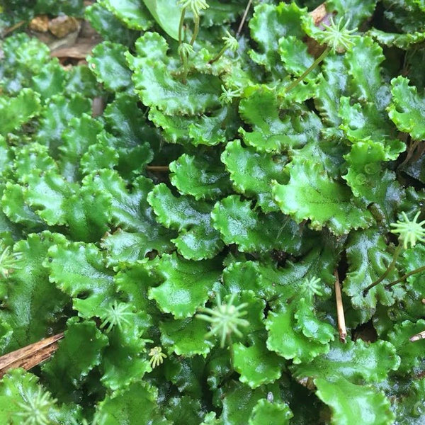 地錢 Umbrella Liverwort ( Marchantia polymorpha ) - 森流 GreenFlow - 動植物造景專門店