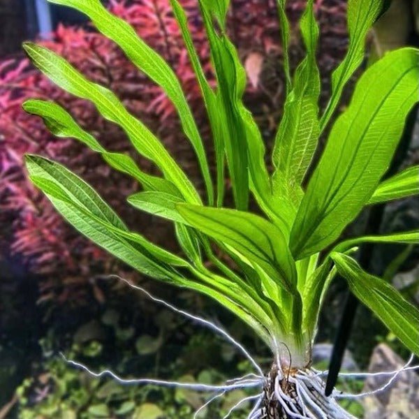 大葉綠九冠 ( Echinodorus uruguayensis ) - 森流 GreenFlow - 動植物造景專門店