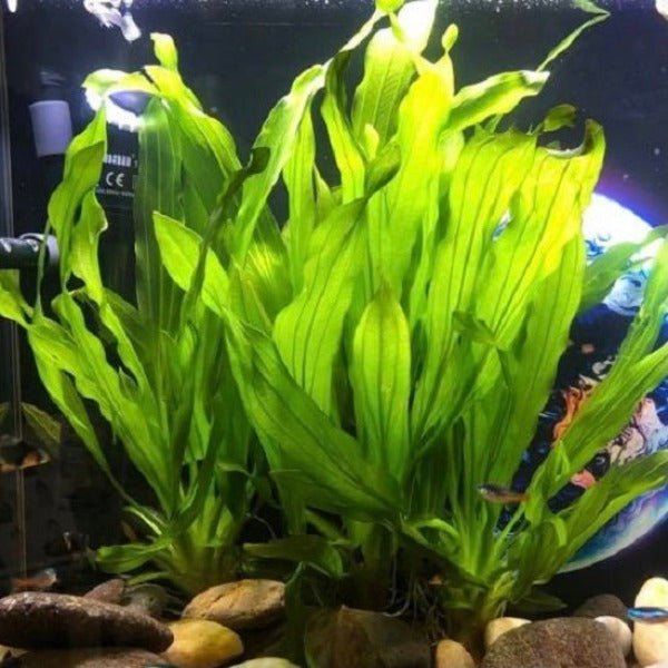 大葉綠九冠 ( Echinodorus uruguayensis ) - 森流 GreenFlow - 動植物造景專門店