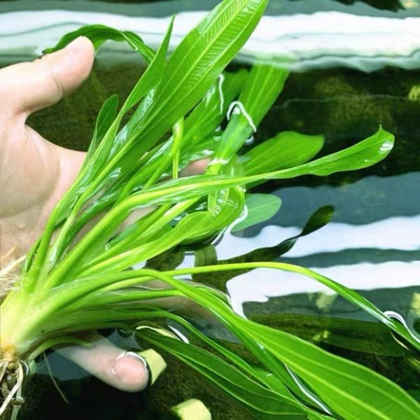 大葉綠九冠 ( Echinodorus uruguayensis ) - 森流 GreenFlow - 動植物造景專門店