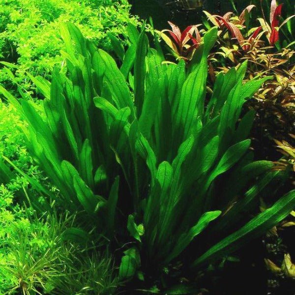 大葉綠九冠 ( Echinodorus uruguayensis ) - 森流 GreenFlow - 動植物造景專門店