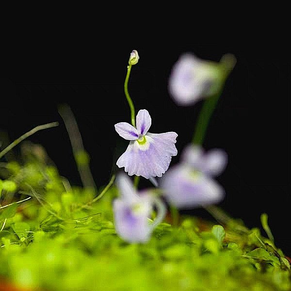 小藍兔狸藻 Sanderson's bladderwort ( Utricularia sandersonii ' Blue ' ) - 森流 GreenFlow - 動植物造景專門店