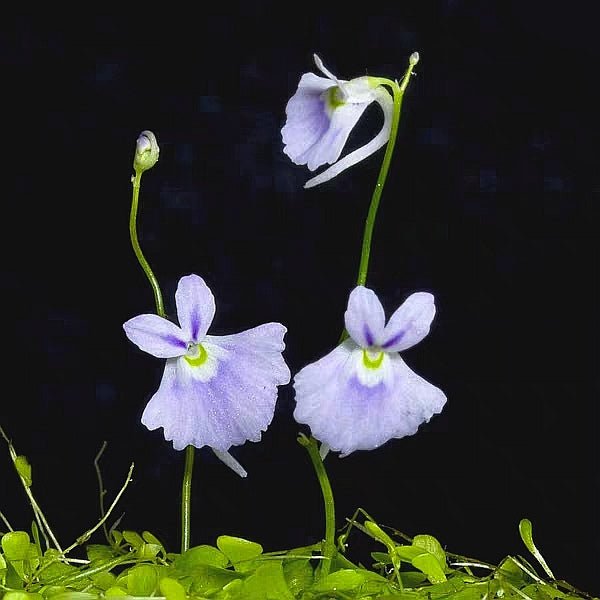 小藍兔狸藻 Sanderson's bladderwort ( Utricularia sandersonii ' Blue ' ) - 森流 GreenFlow - 動植物造景專門店