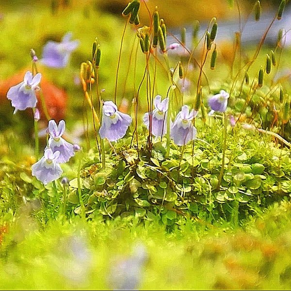 小藍兔狸藻 Sanderson's bladderwort ( Utricularia sandersonii ' Blue ' ) - 森流 GreenFlow - 動植物造景專門店