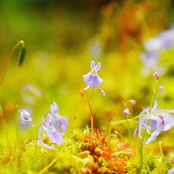 小藍兔狸藻 Sanderson's bladderwort ( Utricularia sandersonii ' Blue ' ) - 森流 GreenFlow - 動植物造景專門店