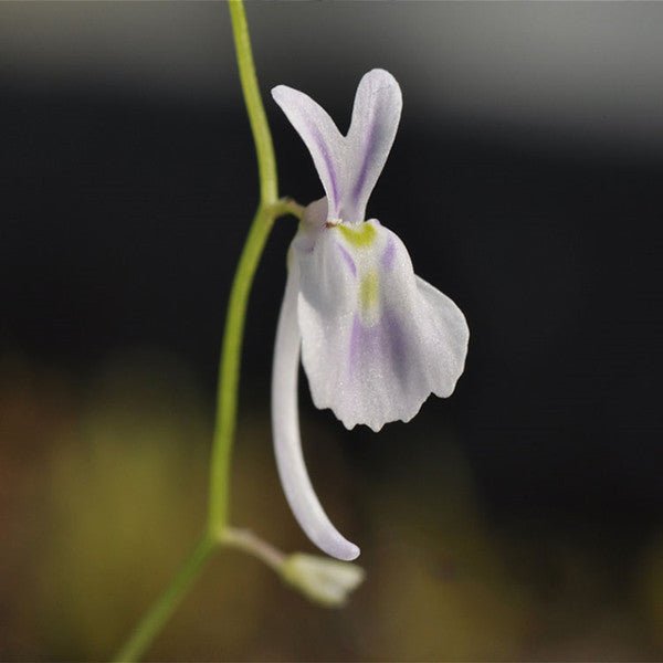 小藍兔狸藻 Sanderson's bladderwort ( Utricularia sandersonii ' Blue ' ) - 森流 GreenFlow - 動植物造景專門店