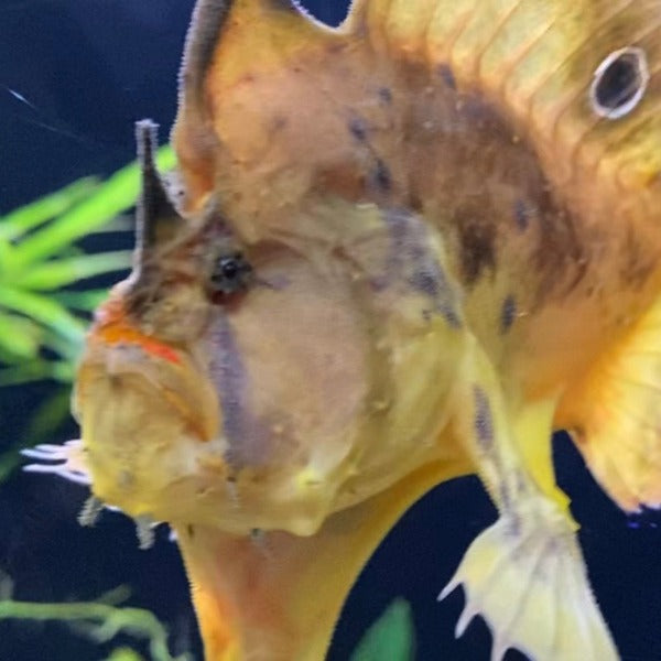 淡水五腳虎魚 / 鮟鱇魚 Freshwater frogfish （ Antennarius biocellatus ）-需預訂