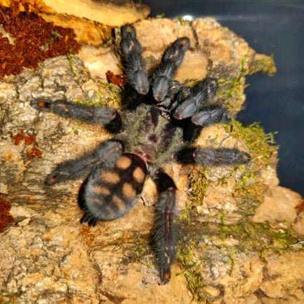 委內瑞拉太陽虎 Venezuelan Suntiger Tarantula (Psalmopoeus irminia) - 森流 GreenFlow - 動植物造景專門店