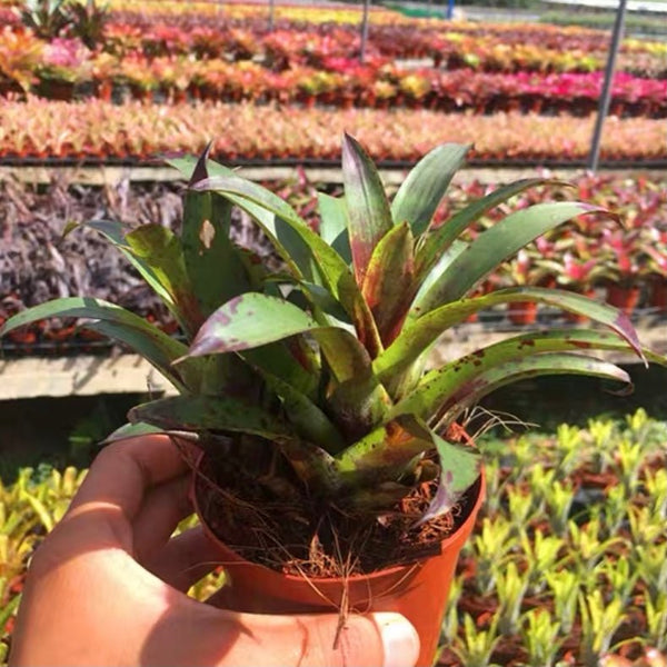 五彩鳳梨屬 Vriesea Cocotanesil (Bromeliad Neoregelia) - 森流 GreenFlow - 動植物造景專門店