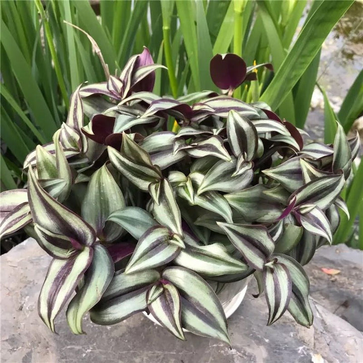 吊竹梅 Wandering Jew ( Tradescantia zebrina ' Purple Tinge ' ) - 森流 GreenFlow - 動植物造景專門店