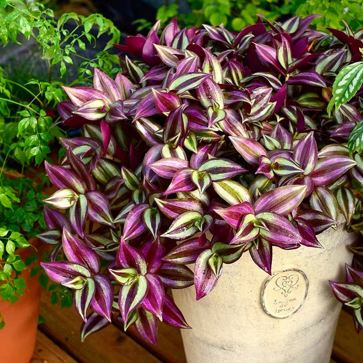 吊竹梅 Wandering Jew ( Tradescantia zebrina ' Purple Tinge ' ) - 森流 GreenFlow - 動植物造景專門店