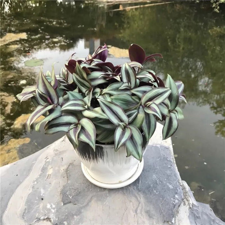 吊竹梅 Wandering Jew ( Tradescantia zebrina ' Purple Tinge ' ) - 森流 GreenFlow - 動植物造景專門店