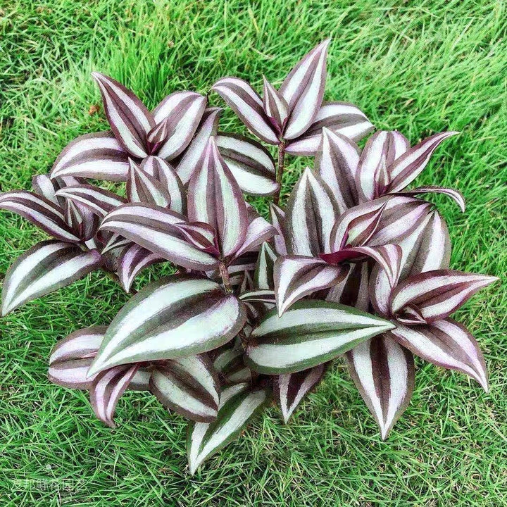 吊竹梅 Wandering Jew ( Tradescantia zebrina ' Purple Tinge ' ) - 森流 GreenFlow - 動植物造景專門店