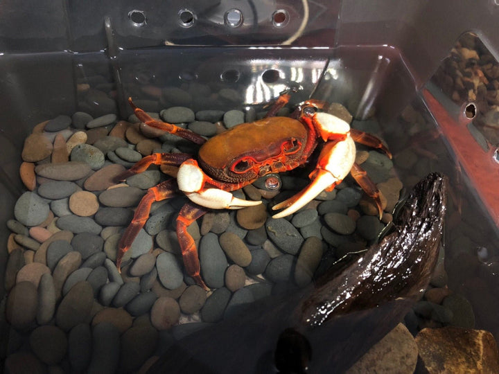 廣東南海溪蟹 Warrior Crab Guangzhou (Nanhaipotamon guangdongens) - 森流 GreenFlow - 動植物造景專門店