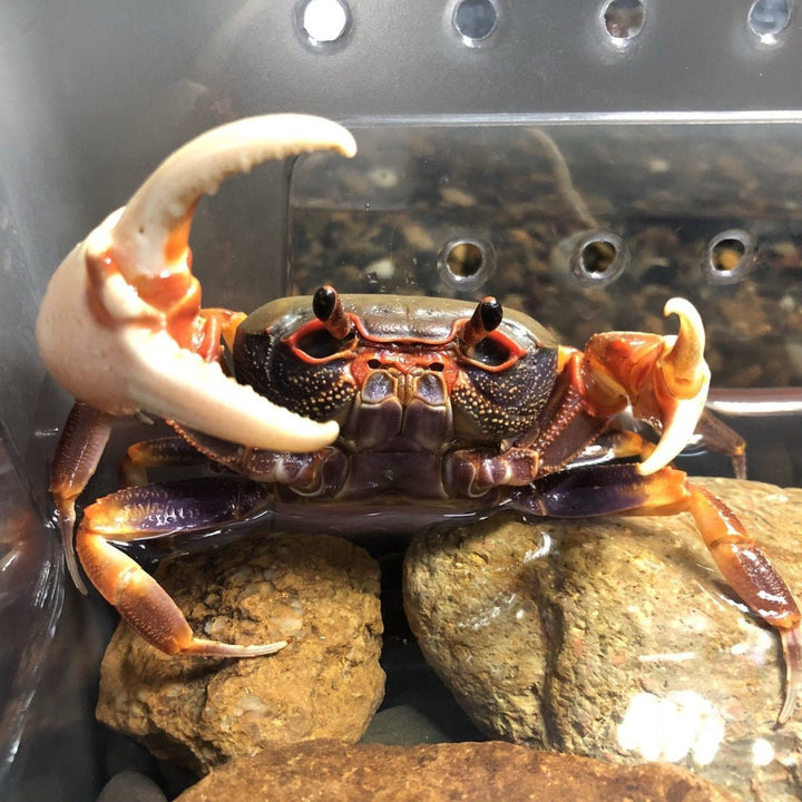 廣東南海溪蟹 Warrior Crab Guangzhou (Nanhaipotamon guangdongens) - 森流 GreenFlow - 動植物造景專門店