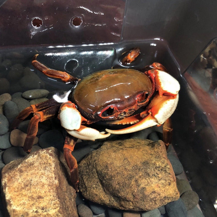 廣東南海溪蟹 Warrior Crab Guangzhou (Nanhaipotamon guangdongens) - 森流 GreenFlow - 動植物造景專門店