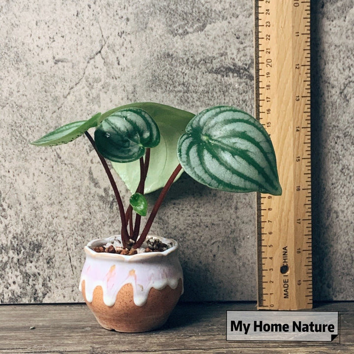 小西瓜皮椒草 Watermelon Peperomia ( Peperomia argyreia ) - 森流 GreenFlow - 動植物造景專門店