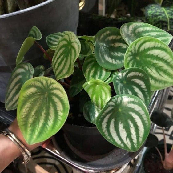 小西瓜皮椒草 Watermelon Peperomia ( Peperomia argyreia ) - 森流 GreenFlow - 動植物造景專門店