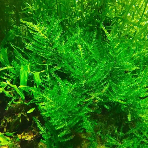 大三角莫斯 water mimosa ( Neptunia oleracea ) - 森流 GreenFlow - 動植物造景專門店